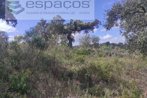 Helårsgrund i Castelo Branco, Castelo Branco, Castelo Branco - € 22.000 | Ref: 3805/MR - foto 29