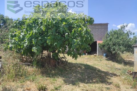 Farm i Castelo Branco, Castelo Branco, Castelo Branco - € 47.000 | Ref: 5606/MR - foto 8