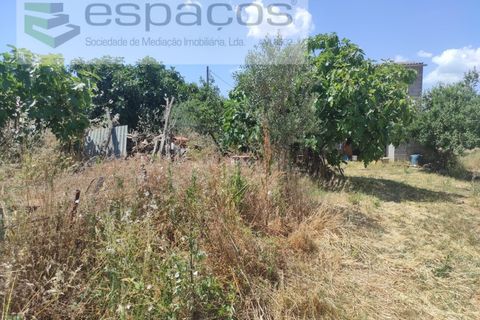 Farm i Castelo Branco, Castelo Branco, Castelo Branco - € 47.000 | Ref: 5606/MR - foto 11