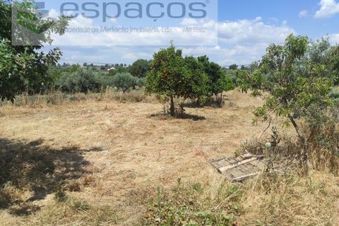 Farm i Castelo Branco, Castelo Branco, Castelo Branco - € 47.000 | Ref: 5606/MR - foto 13