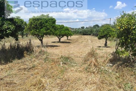 Farm i Castelo Branco, Castelo Branco, Castelo Branco - € 47.000 | Ref: 5606/MR - foto 16