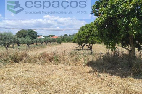 Farm i Castelo Branco, Castelo Branco, Castelo Branco - € 47.000 | Ref: 5606/MR - foto 17