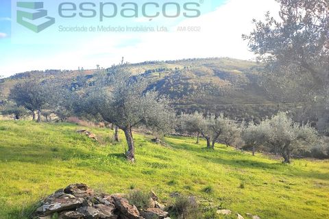 Terra a Perais, Castelo Branco, Perais - € 15.000 | Ref: 5017/RR_EM - foto 3