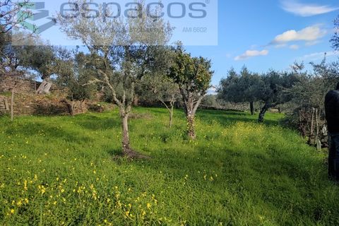 Terra a Perais, Castelo Branco, Perais - € 15.000 | Ref: 5017/RR_EM - foto 11