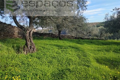 Terra a Perais, Castelo Branco, Perais - € 15.000 | Ref: 5017/RR_EM - foto 15