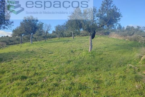 Terra a Perais, Castelo Branco, Perais - € 15.000 | Ref: 5017/RR_EM - foto 18