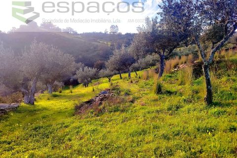 Terra a Perais, Castelo Branco, Perais - € 15.000 | Ref: 5017/RR_EM - foto 21