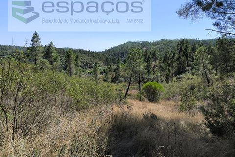 Helårsgrund i Castelo Branco, Castelo Branco, Castelo Branco - € 8.000 | Ref: 3846/EG - foto 2