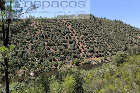 Helårsgrund i Castelo Branco, Castelo Branco, Castelo Branco - € 14.000 | Ref: 3845/EG - foto 1