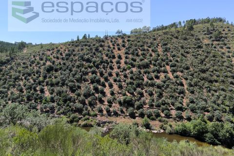 Helårsgrund i Castelo Branco, Castelo Branco, Castelo Branco - € 14.000 | Ref: 3845/EG - foto 4