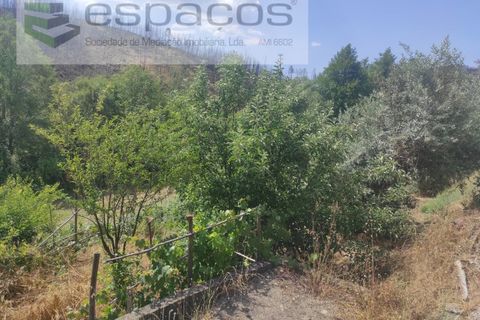 Terra a Proenca-a-Nova, Castelo Branco, Proenca-a-Nova - € 19.000 | Ref: 5605/MR - foto 8