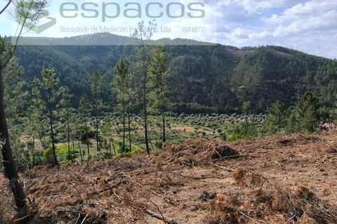 Helårsgrund i Castelo Branco, Castelo Branco, Castelo Branco - € 12.500 | Ref: 3842/EG - foto 1