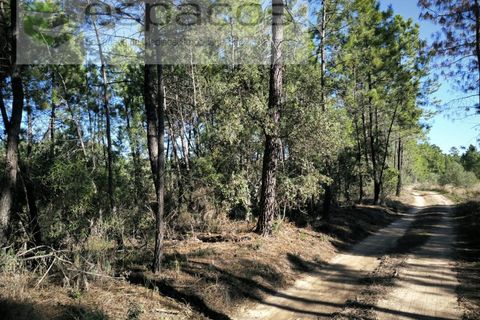 Helårsgrund i Castelo Branco, Castelo Branco, Castelo Branco - € 12.000 | Ref: 3857/EG - foto 6