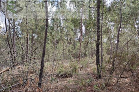 Helårsgrund i Castelo Branco, Castelo Branco, Castelo Branco - € 50.000 | Ref: 3961/EG - foto 5