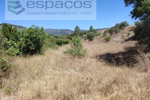 Terra a Santana, Portalegre, Santana - € 16.500 | Ref: 4482/EG - foto 3