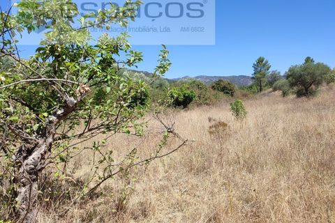 Terra a Santana, Portalegre, Santana - € 16.500 | Ref: 4482/EG - foto 4