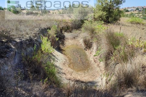 Terra a Santana, Portalegre, Santana - € 16.500 | Ref: 4482/EG - foto 7