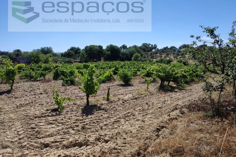 Helårsgrund i Castelo Branco, Castelo Branco, Castelo Branco - € 15.750 | Ref: 4492/AE - foto 3