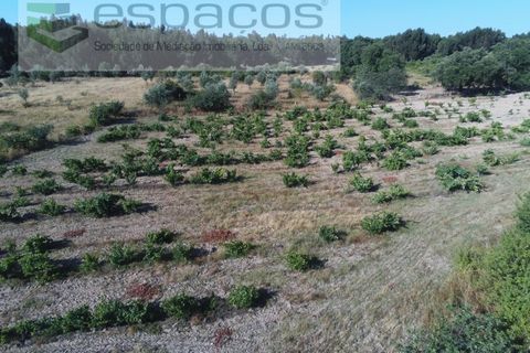 Helårsgrund i Castelo Branco, Castelo Branco, Castelo Branco - € 15.750 | Ref: 4492/AE - foto 5
