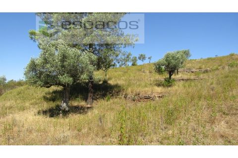 Helårsgrund i Perais, Castelo Branco, Perais - € 7.500 | Ref: 5021/RR_EM - foto 15