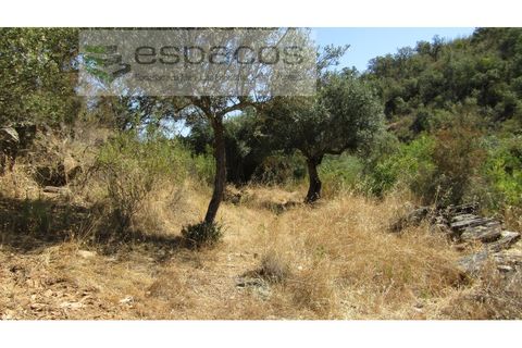 Helårsgrund i Perais, Castelo Branco, Perais - € 7.500 | Ref: 5021/RR_EM - foto 19