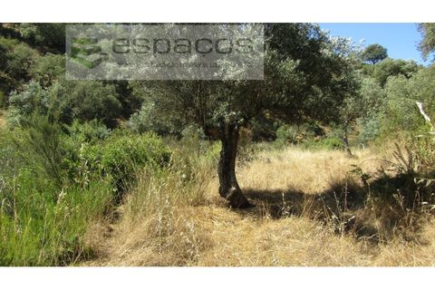 Helårsgrund i Perais, Castelo Branco, Perais - € 7.500 | Ref: 5021/RR_EM - foto 23
