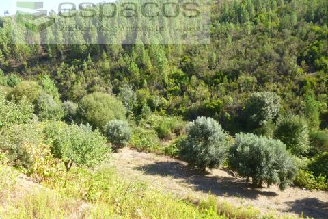 Gård i Cambas, Castelo Branco, Cambas - € 195 000 | Ref: 4768/EG - foto 25