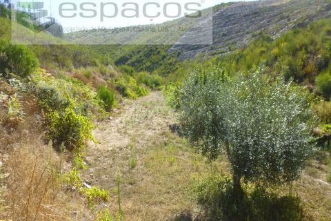 Gård i Cambas, Castelo Branco, Cambas - € 195 000 | Ref: 4768/EG - foto 30