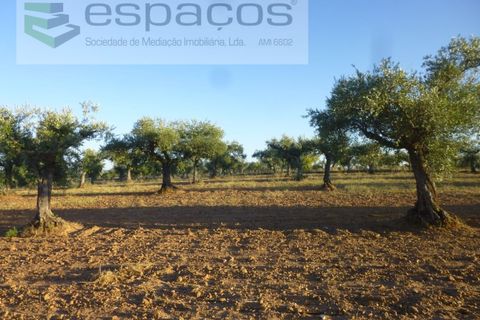 Helårsgrund i Castelo Branco, Castelo Branco, Castelo Branco - € 55.000 | Ref: 5303/EG - foto 2