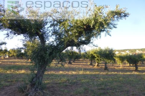 Helårsgrund i Castelo Branco, Castelo Branco, Castelo Branco - € 55.000 | Ref: 5303/EG - foto 5