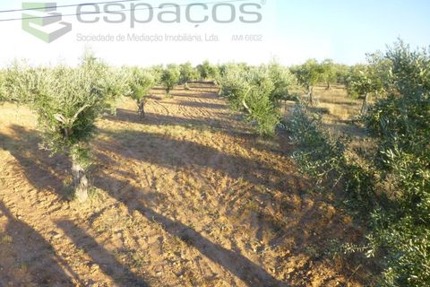 Helårsgrund i Castelo Branco, Castelo Branco, Castelo Branco - € 55.000 | Ref: 5303/EG - foto 7