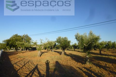 Helårsgrund i Castelo Branco, Castelo Branco, Castelo Branco - € 55.000 | Ref: 5303/EG - foto 8