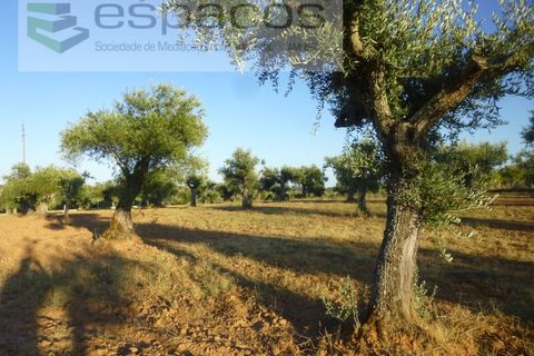 Helårsgrund i Castelo Branco, Castelo Branco, Castelo Branco - € 55.000 | Ref: 5303/EG - foto 9
