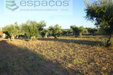 Helårsgrund i Castelo Branco, Castelo Branco, Castelo Branco - € 55.000 | Ref: 5303/EG - foto 10
