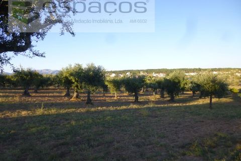 Helårsgrund i Castelo Branco, Castelo Branco, Castelo Branco - € 55.000 | Ref: 5303/EG - foto 11