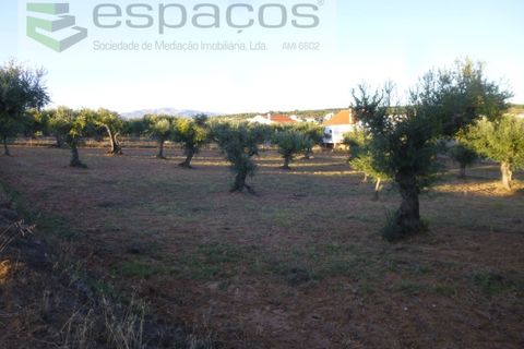 Helårsgrund i Castelo Branco, Castelo Branco, Castelo Branco - € 55.000 | Ref: 5303/EG - foto 12