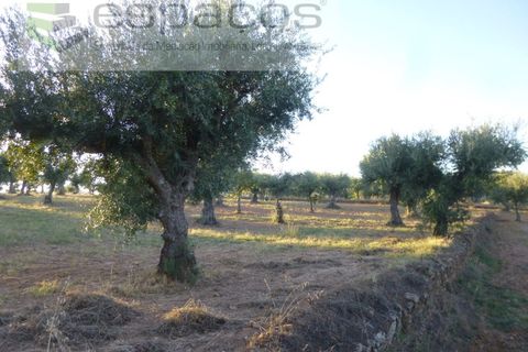 Helårsgrund i Castelo Branco, Castelo Branco, Castelo Branco - € 55.000 | Ref: 5303/EG - foto 13