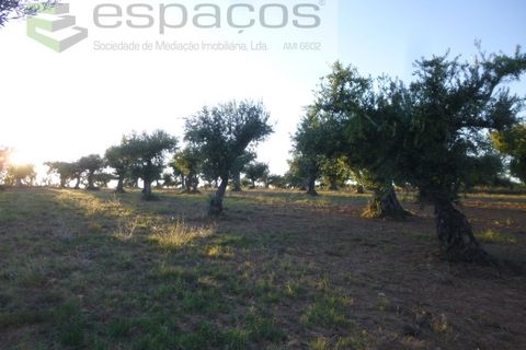 Helårsgrund i Castelo Branco, Castelo Branco, Castelo Branco - € 55.000 | Ref: 5303/EG - foto 14