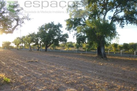 Helårsgrund i Castelo Branco, Castelo Branco, Castelo Branco - € 55.000 | Ref: 5303/EG - foto 15