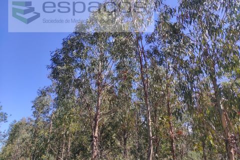 Helårsgrund i Castelo Branco, Castelo Branco, Castelo Branco - € 36.000 | Ref: 3801/MR - foto 2