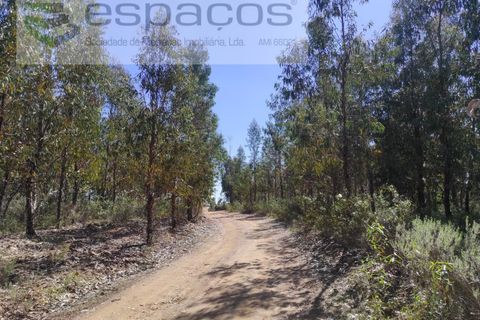 Helårsgrund i Castelo Branco, Castelo Branco, Castelo Branco - € 36.000 | Ref: 3801/MR - foto 4