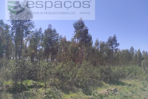 Helårsgrund i Castelo Branco, Castelo Branco, Castelo Branco - € 36.000 | Ref: 3801/MR - foto 7