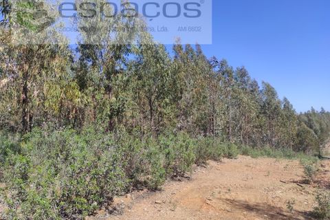 Helårsgrund i Castelo Branco, Castelo Branco, Castelo Branco - € 36.000 | Ref: 3801/MR - foto 9