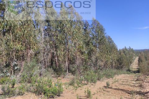 Helårsgrund i Castelo Branco, Castelo Branco, Castelo Branco - € 36.000 | Ref: 3801/MR - foto 10