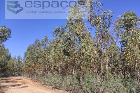 Helårsgrund i Castelo Branco, Castelo Branco, Castelo Branco - € 36.000 | Ref: 3801/MR - foto 11