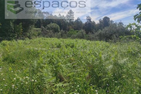 Helårsgrund i Castelo Branco, Castelo Branco, Castelo Branco - € 20.000 | Ref: 3825/MR - foto 4