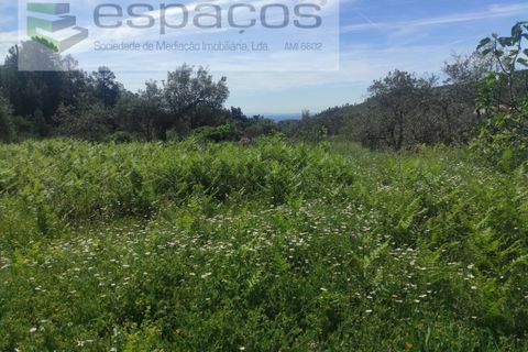 Helårsgrund i Castelo Branco, Castelo Branco, Castelo Branco - € 20.000 | Ref: 3825/MR - foto 5