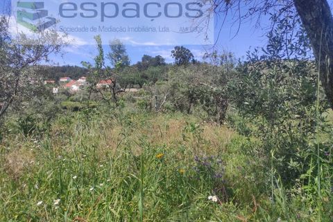 Helårsgrund i Castelo Branco, Castelo Branco, Castelo Branco - € 20.000 | Ref: 3825/MR - foto 6