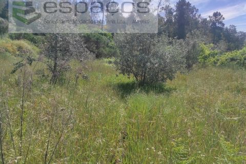 Helårsgrund i Castelo Branco, Castelo Branco, Castelo Branco - € 20.000 | Ref: 3825/MR - foto 8