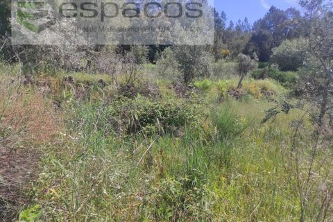 Helårsgrund i Castelo Branco, Castelo Branco, Castelo Branco - € 20.000 | Ref: 3825/MR - foto 9